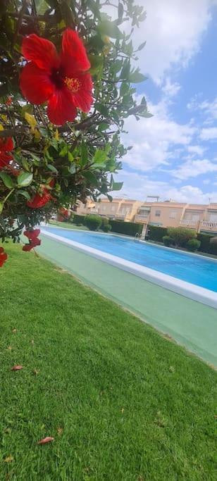 Bungalow Avec Piscine Torrevieja Eksteriør bilde