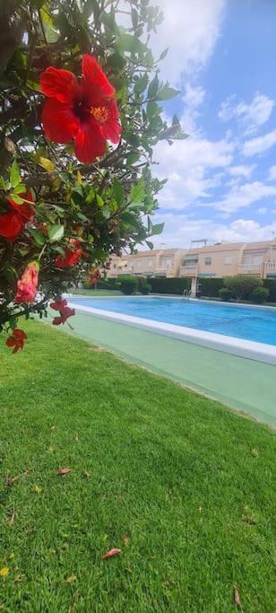 Bungalow Avec Piscine Torrevieja Eksteriør bilde
